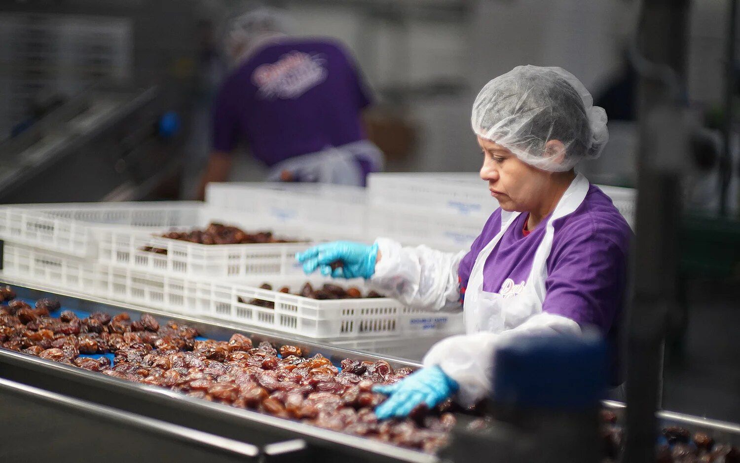 Double Date team members sorting Medjool dates on the packing line in Coachella